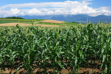とうもろこし畑