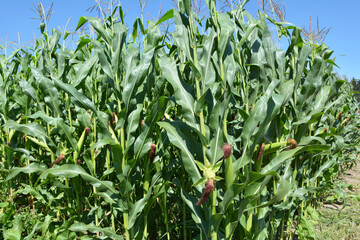 In the field on the background of the sky corn grows