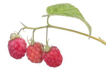 three pink raspberries with green leaf