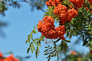 Berries ripen on a branch of rowan (Sorbus aucuparia)