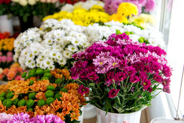 chrysanthemums. chrysanthemums in a pot