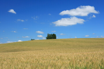 麦畑と青空