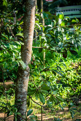 Fototapeta premium tree in the forest