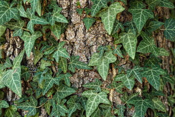 Beautiful green ivy climbing up the tree trunk