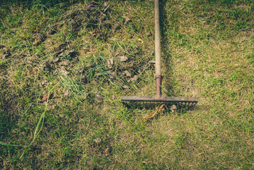 cleaning leaves with rakes on green grass/old rakes amid green grass