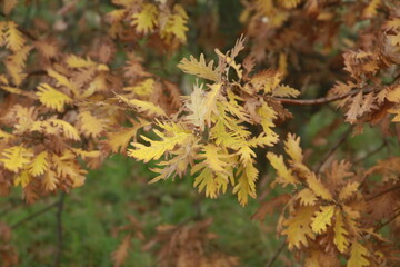 Otoño, vino y aceitunas