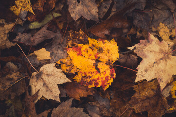 The Colors of autumn coloured leaves on a maple tree forest