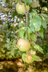 ripe apples hang on a tree/ripe apples hang on a tree in the garden