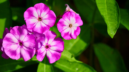 beautiful garden flowers. close up. color nature