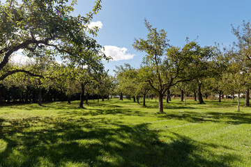 apple orchard in spring