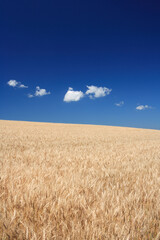 麦畑と雲