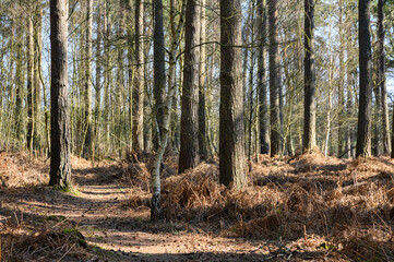 Forest and Woodland in Hampshire England uk