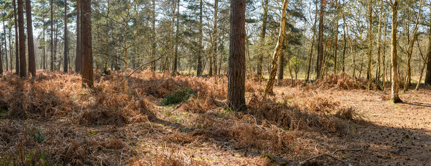 Forest and Woodland in Hampshire England uk