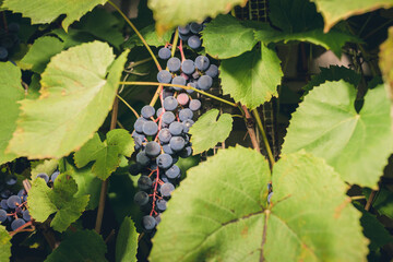 ripe bunch of grapes hanging on a plant on a sunny day/bunch of blue grapes hanging on a plant with green leaves