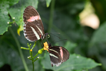 Fototapeta na wymiar butterflies