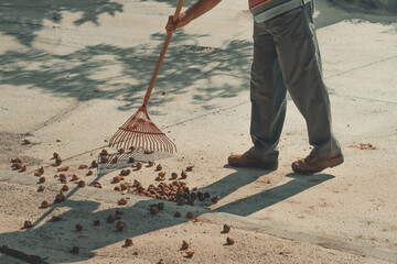 man sweeping dried figs from the ground