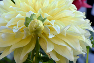 Yellow Dahlia Bud 01