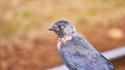 Black bird portrait. blur background. color nature