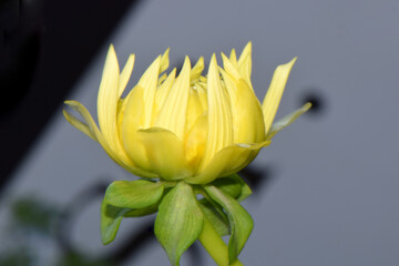 Yellow Dahlia Lotus