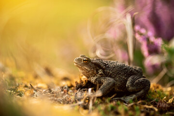 Macro shot. Shallow DOF. Toad on a small bush of heather flowers