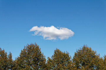 Fototapeta na wymiar single cloud over trees