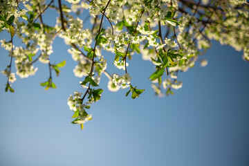 Blossoming cherry branches against the blue sky