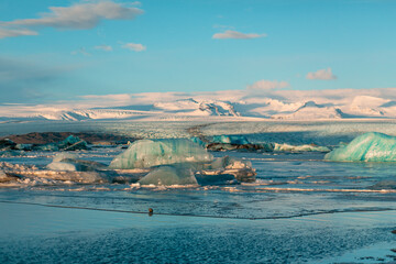 fur seal swims among glaciers in winter in Iceland. Breathtaking natural landscape