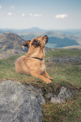 Mountain walking with your dog - rescue dog on a hill