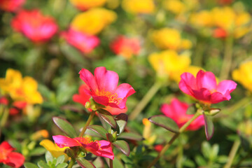 Naklejka premium ハナスベリヒユ