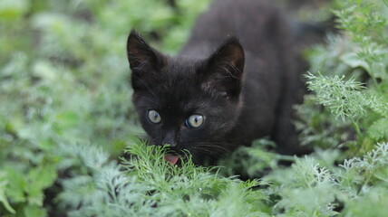 Naklejka na ściany i meble Black kitten outdoors in the grass. Morning dew on the grass.