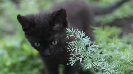 
Black kitten outdoors in the grass. Morning dew on the grass.