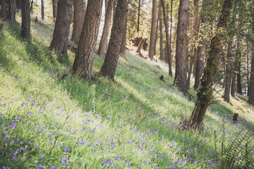 May in a forest - bed of bluebells on a forest floor - retro perspective