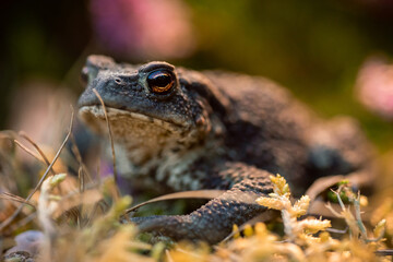 Macro shot. Shallow DOF. Toad on a small bush of heather flowers