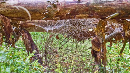 fallen tree blocked the path. close up color