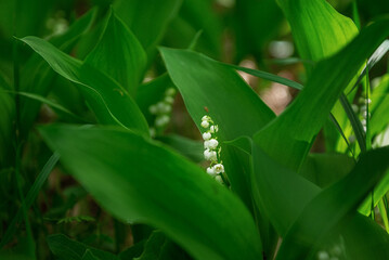 Lily of the valley flowers between leaves
