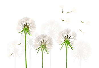 Greeting card with delicate dandelions. Vector illustration