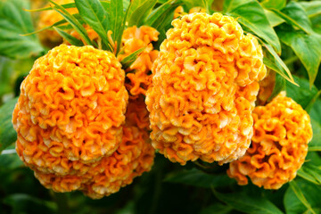 Cockscomb flowers (celosia cristata) in bloom