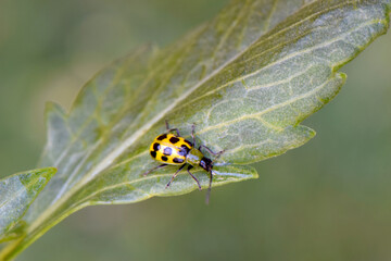 Cucumber Beetle Drinks 01