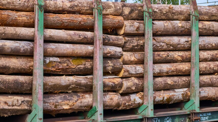 freight cars loaded with logs on railway tracks. color