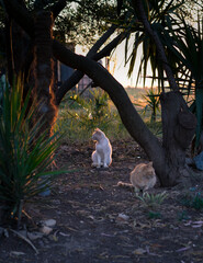 Cats in the light of the golden hour