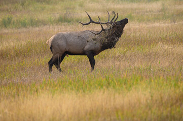 A bull elk with a bunch of grass in his antlers