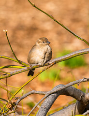 sparrow on a branch