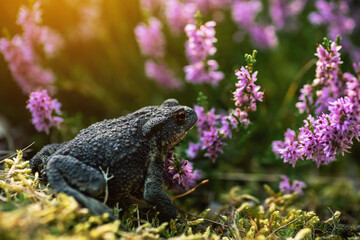 Macro shot. Shallow DOF. Toad on a small bush of heather flowers