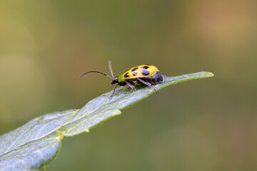 Cucumber Beetle Launch 03