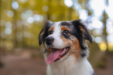 Süßer Australian Shepherd im Wald