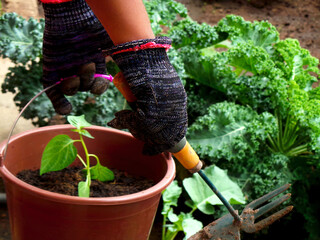 Gloved hands holding a plant pot and gardening tool with kale in the background