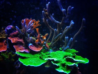 Montipora shot polyps stony coral in reef aqurium tank - obrazy, fototapety, plakaty