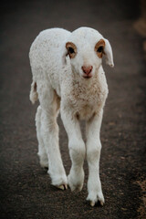 Close Up of Cute White indian Sheep