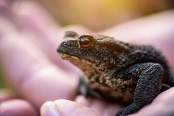 Shallow DOF. Macro shot of a wild forest toad, sitting on hand, besides the heather flowers