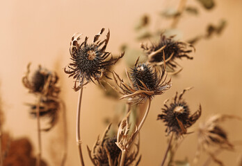 Close up beautiful autumn bouquet of dried flowers of brown shades against a beige background